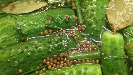 огурцы малосольные летние на удачу