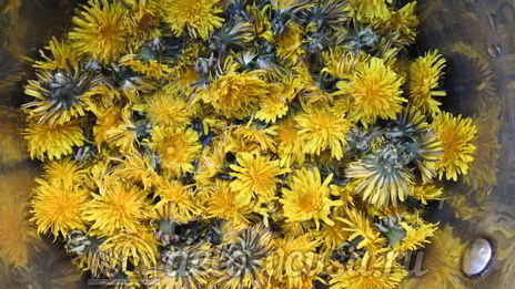 варенье из одуванчиков