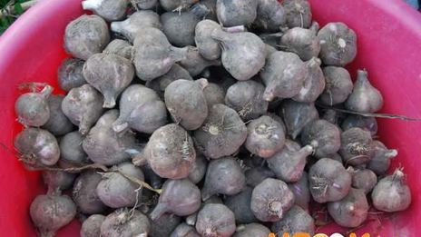 заготовка чеснока на зиму