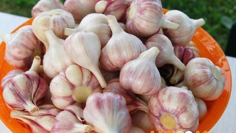 заготовка чеснока на зиму