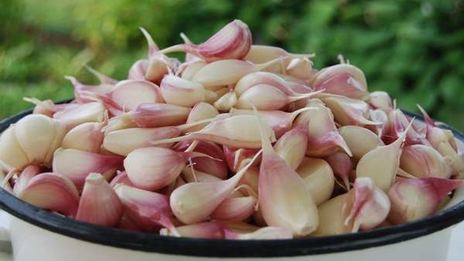 заготовка чеснока на зиму