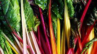 Заготовки из мангольда