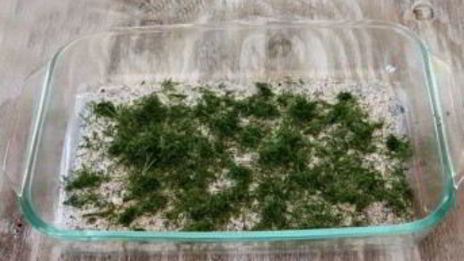 бутерброды с форелью