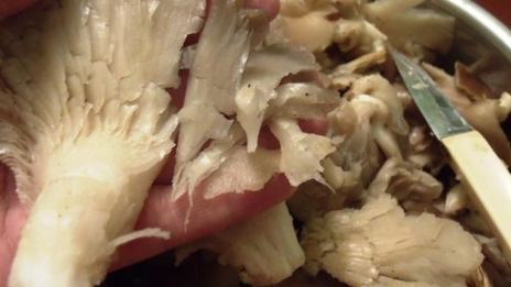 чахракули — закуска из вешенок