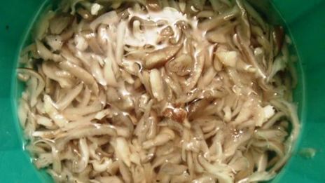 чахракули — закуска из вешенок