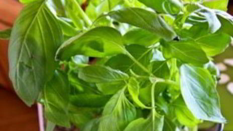 канапе на шпажках