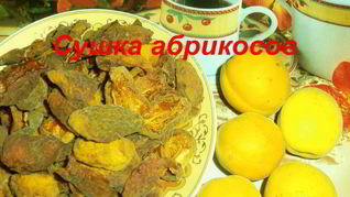 Сушка абрикосов в электросушилке