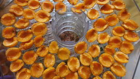 сушка абрикосов в электросушилке