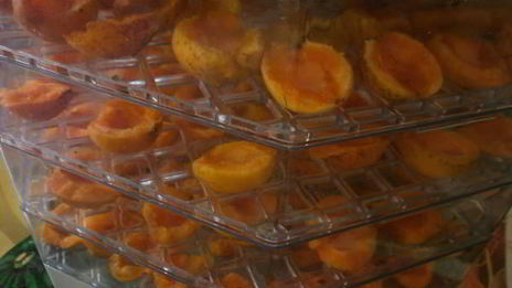 сушка абрикосов в электросушилке