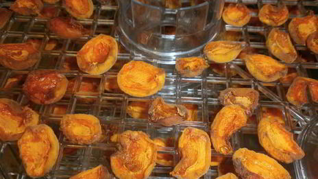 сушка абрикосов в электросушилке