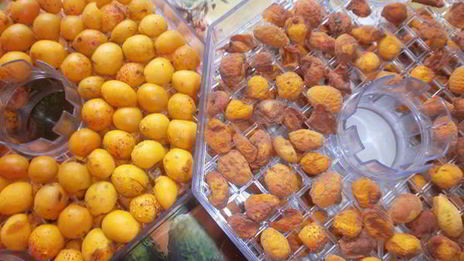 сушка абрикосов в электросушилке