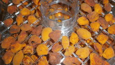 сушка абрикосов в электросушилке