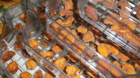 сушка абрикосов в электросушилке