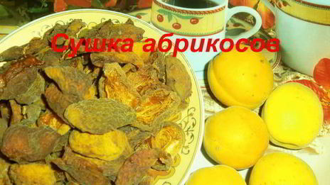 сушка абрикосов в электросушилке