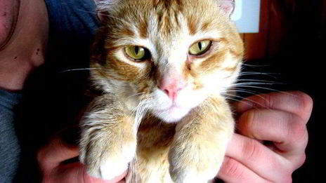 сэндвичи котята