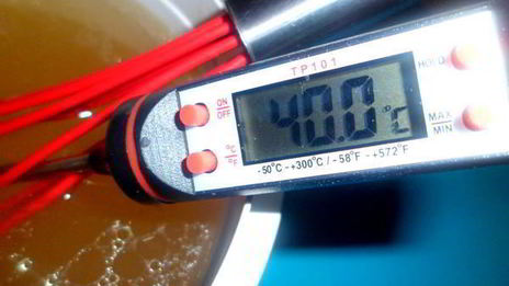 заливное новогодний петушок